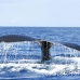 whale_humpback_h_00346_dom2392.jpg